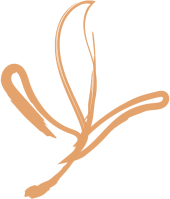 flower_graphic_orange flower_graphic_orange